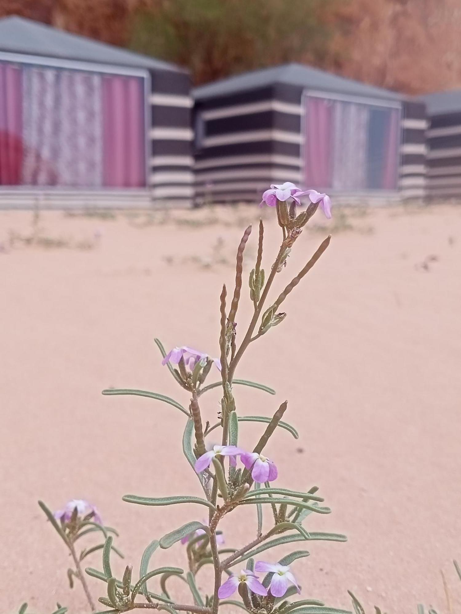 Shahrazad Desert, Ουάντι Ραμ Δωμάτιο φωτογραφία
